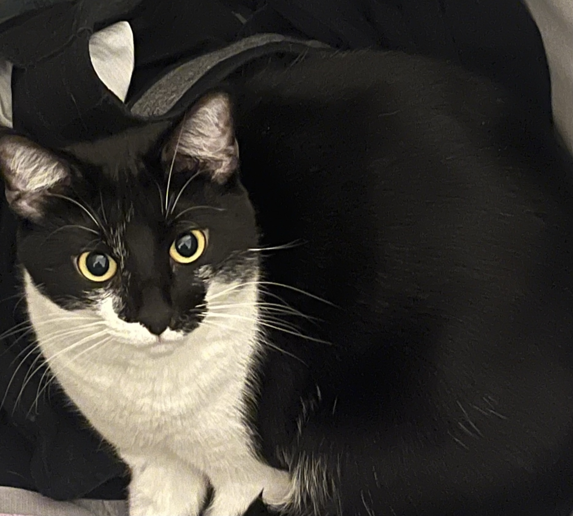 Black and white cat staring directly at the camera.
