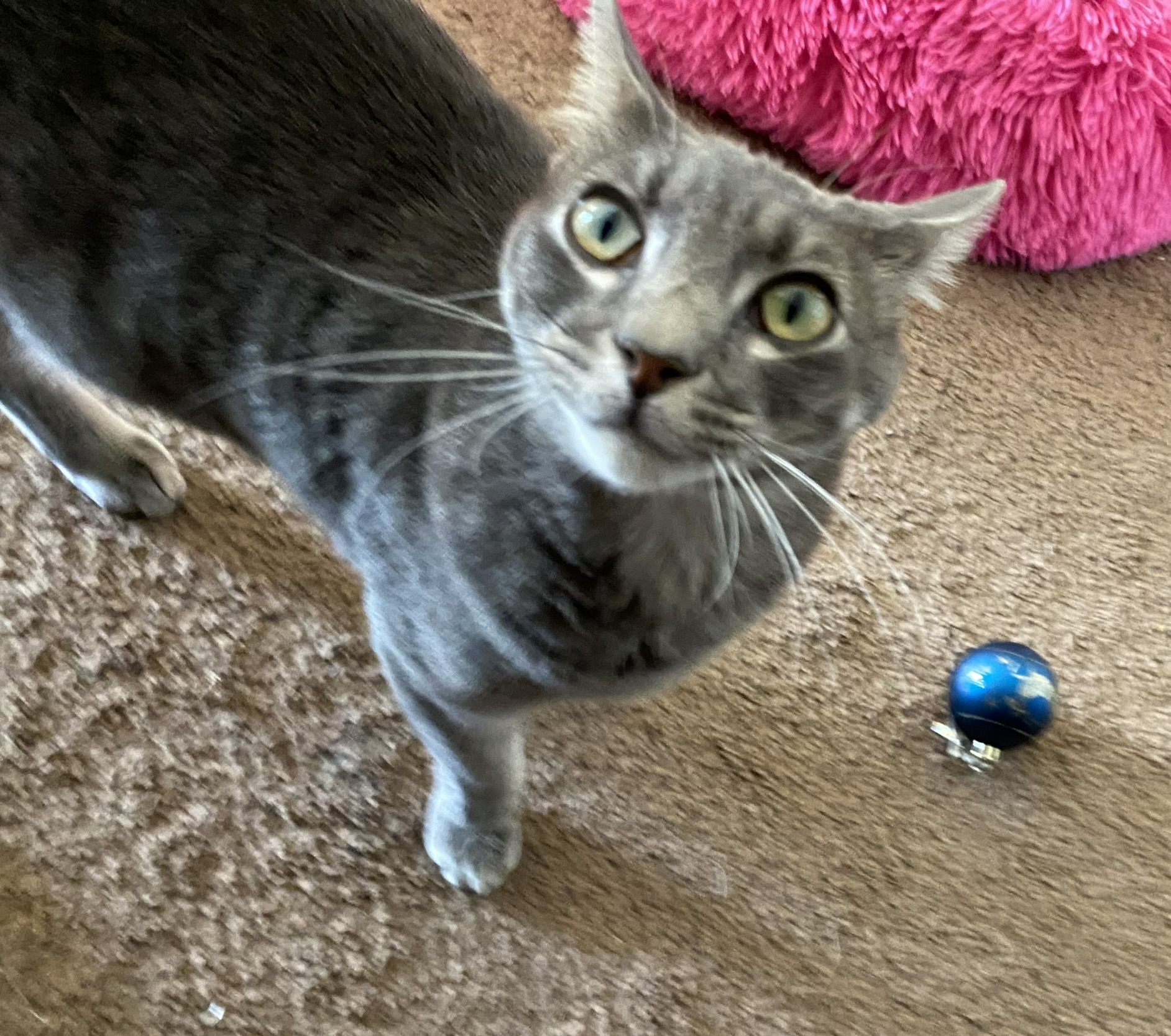 Grey tabby.