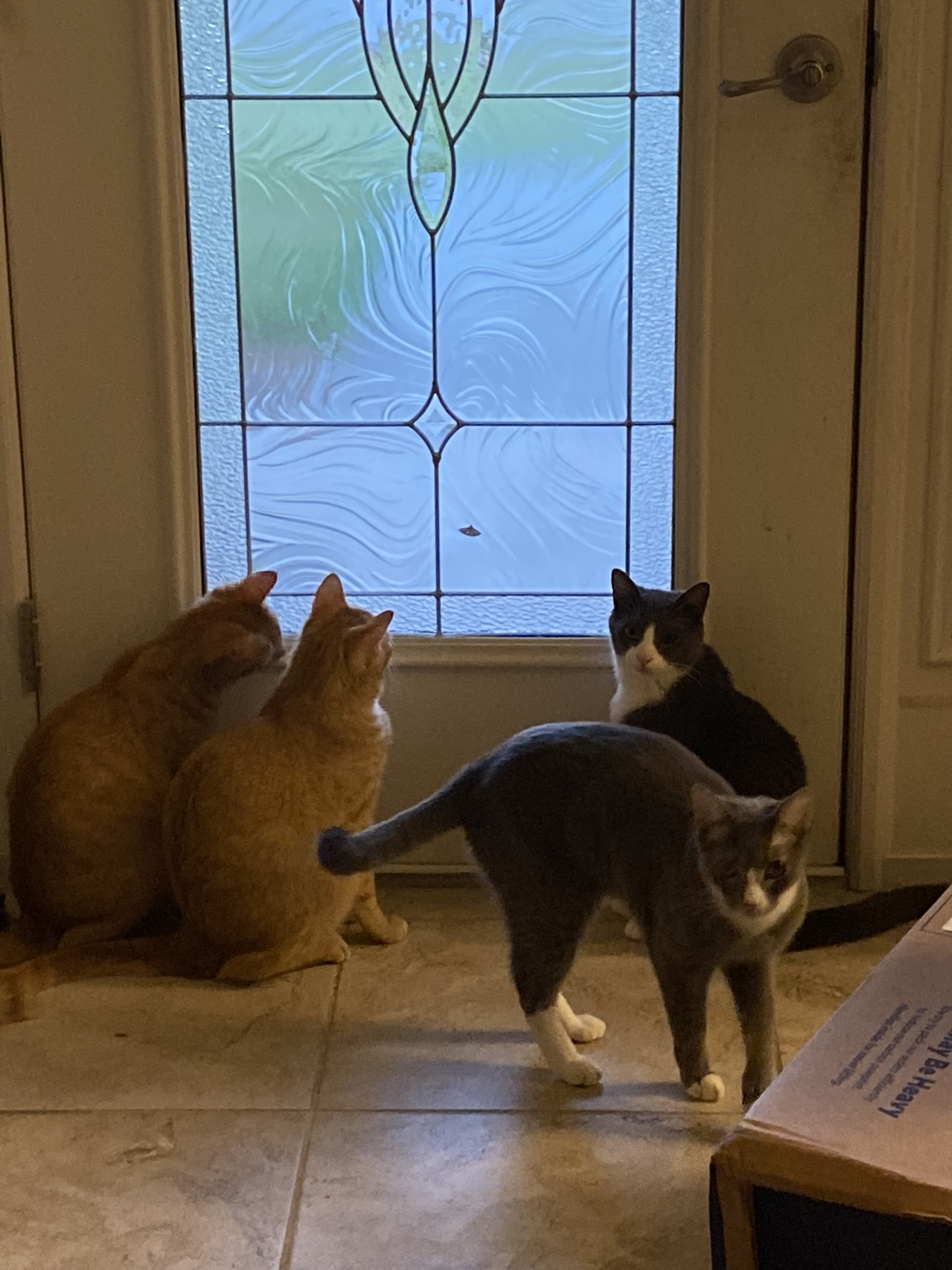 How We Ended Up With 10 Cats: Part 2