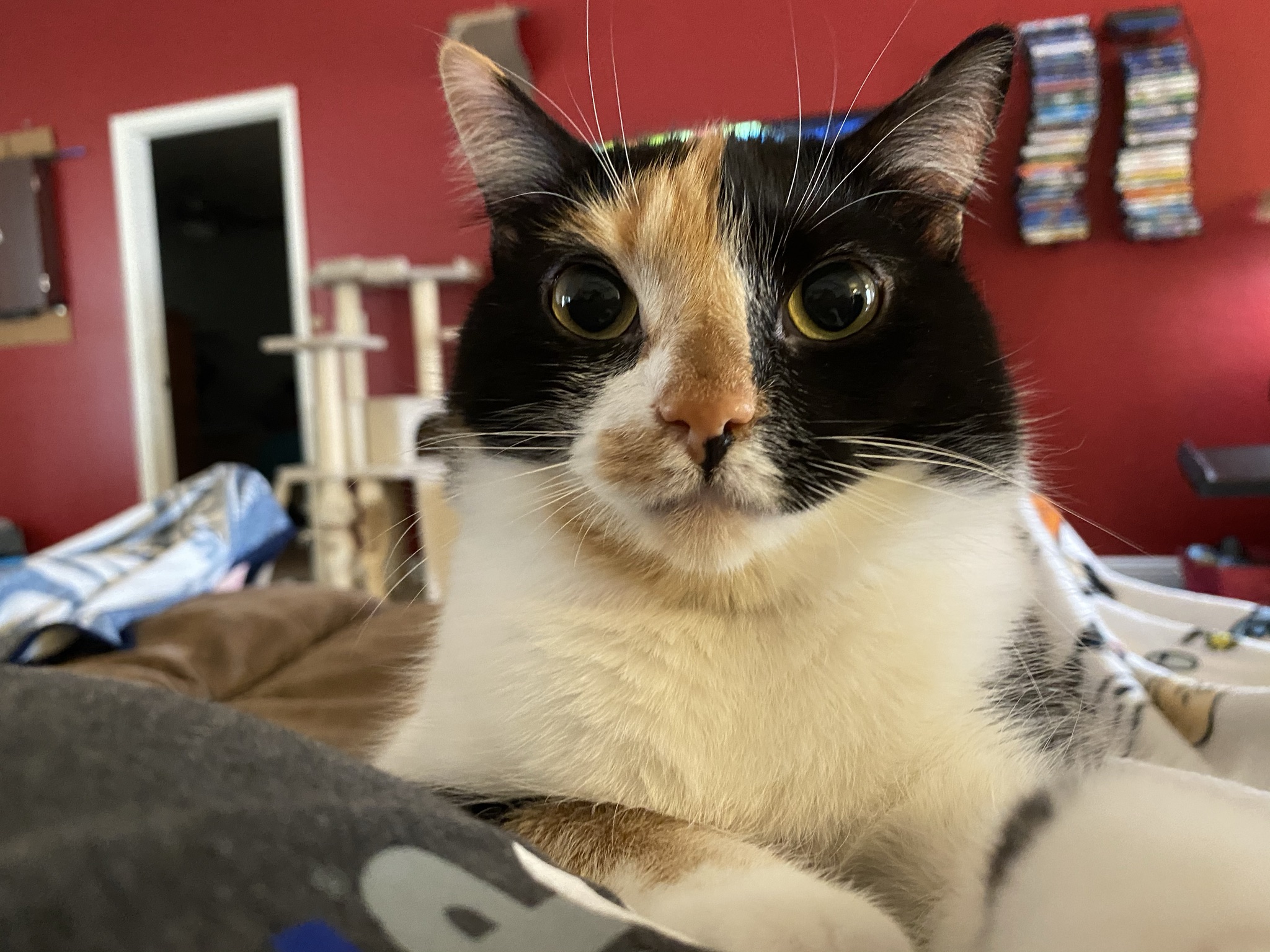 Calico cat staring directly at the camera.