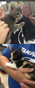 A grey tabby and calico cat being held at an adoption event.