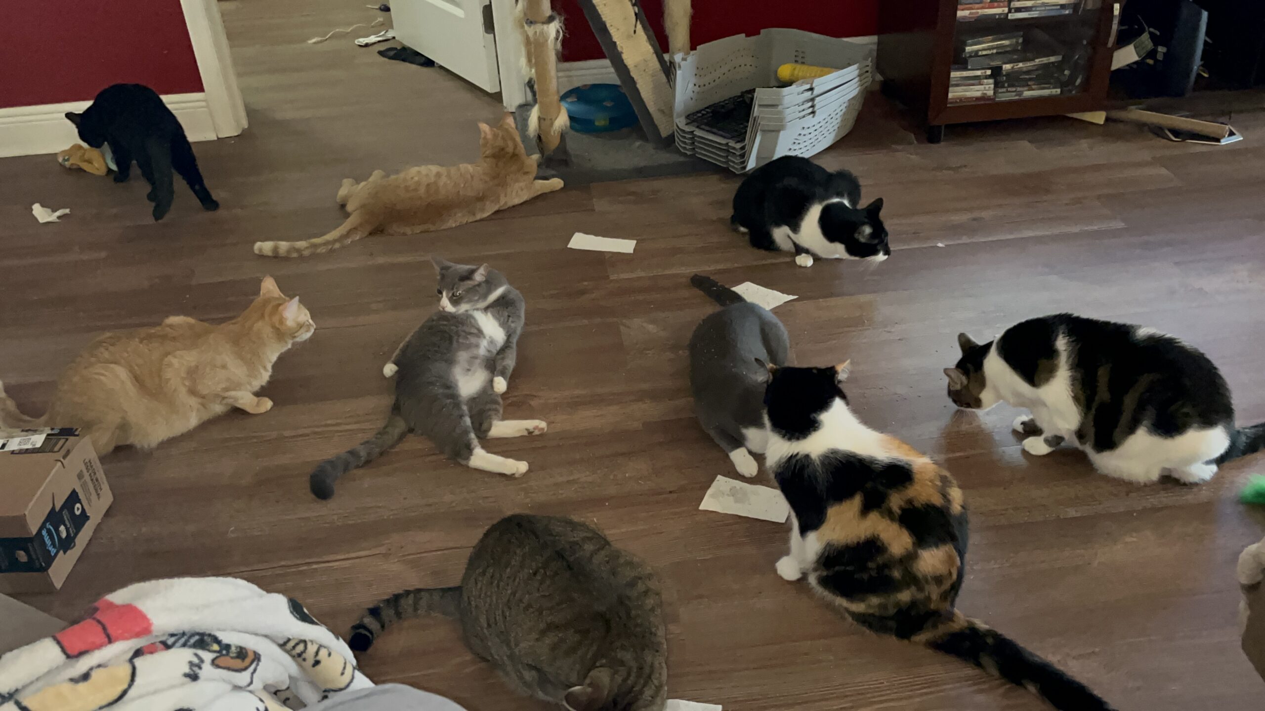 How We Ended Up With 10 Cats: Part 1