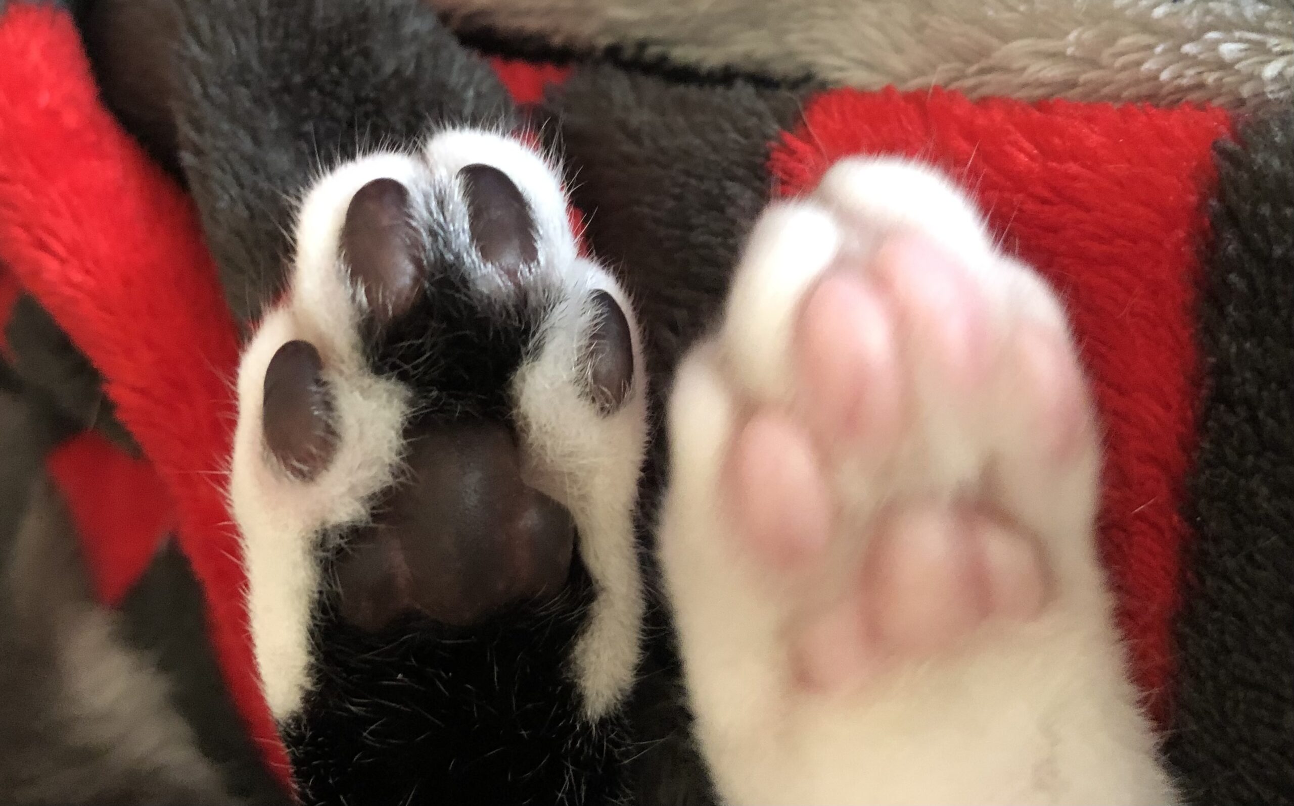 Ten Cats, 180 Claws