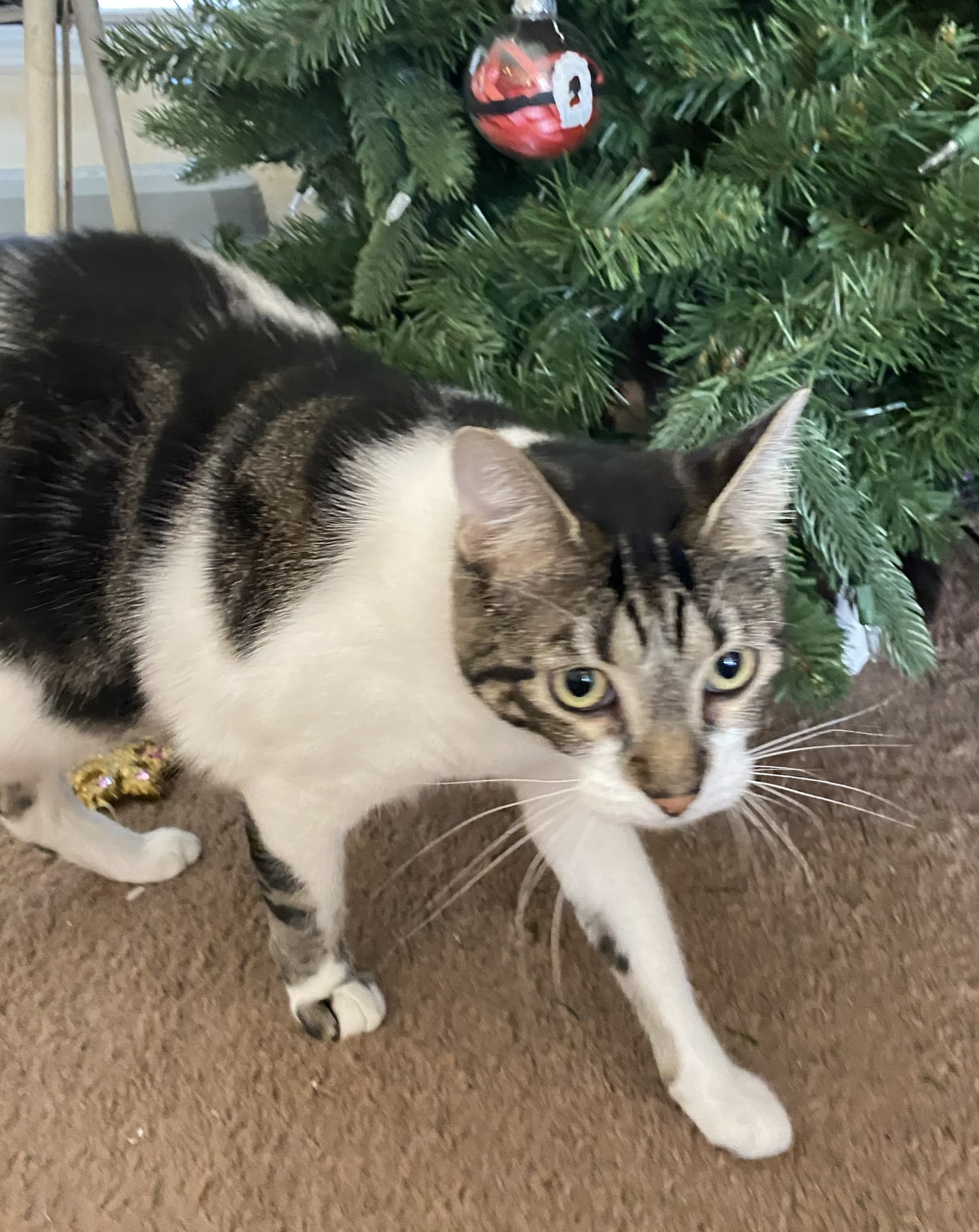White, black and brown cat in front of Christmas tree.