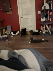 A collection of cats in front of a closed door.