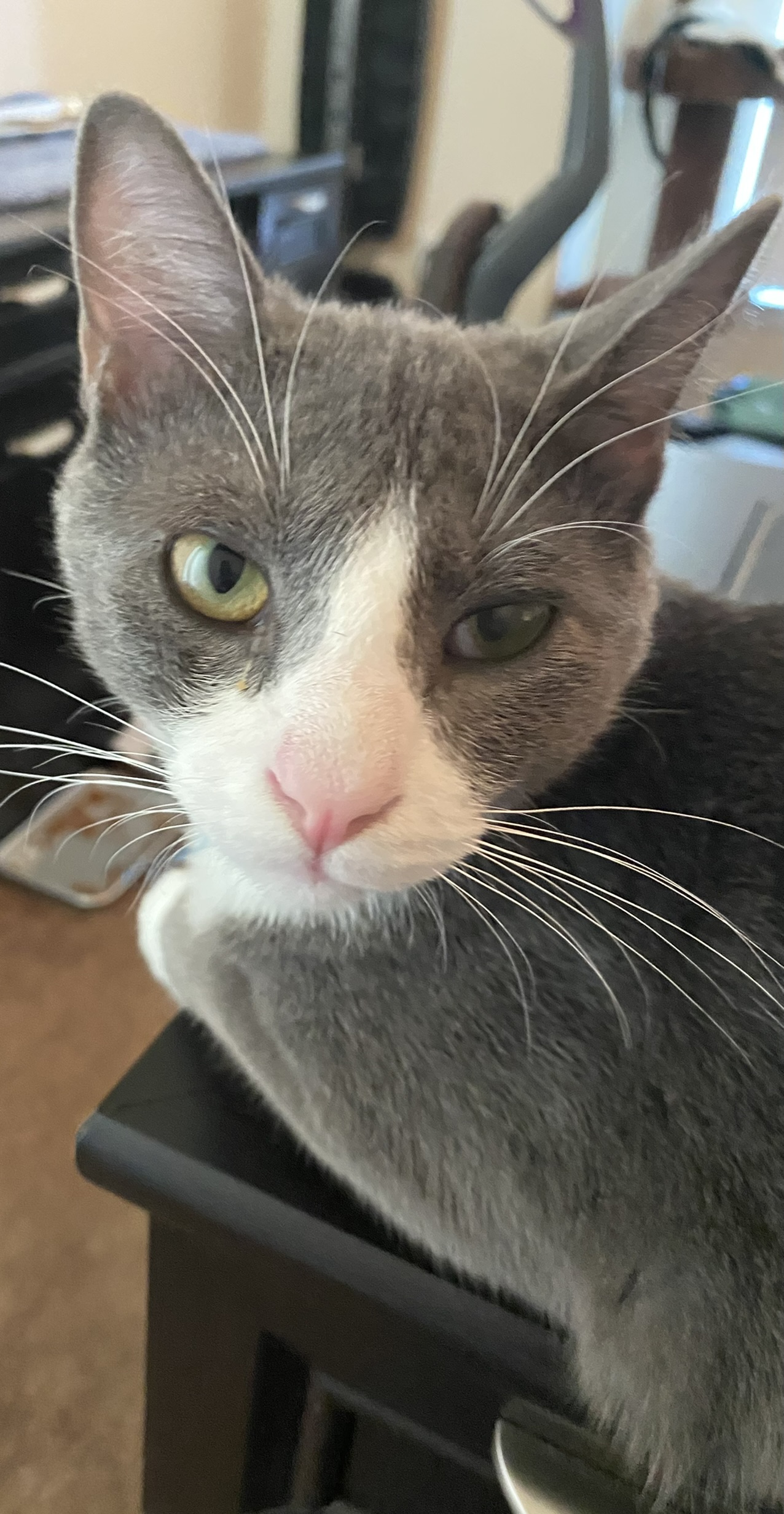 Close up of Comet, a grey and white cat.