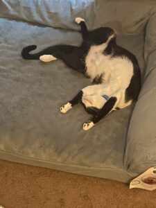 Black and White cat's belly waiting to be pet.