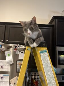 Smokey, a grey and white cat, on top of a step ladder