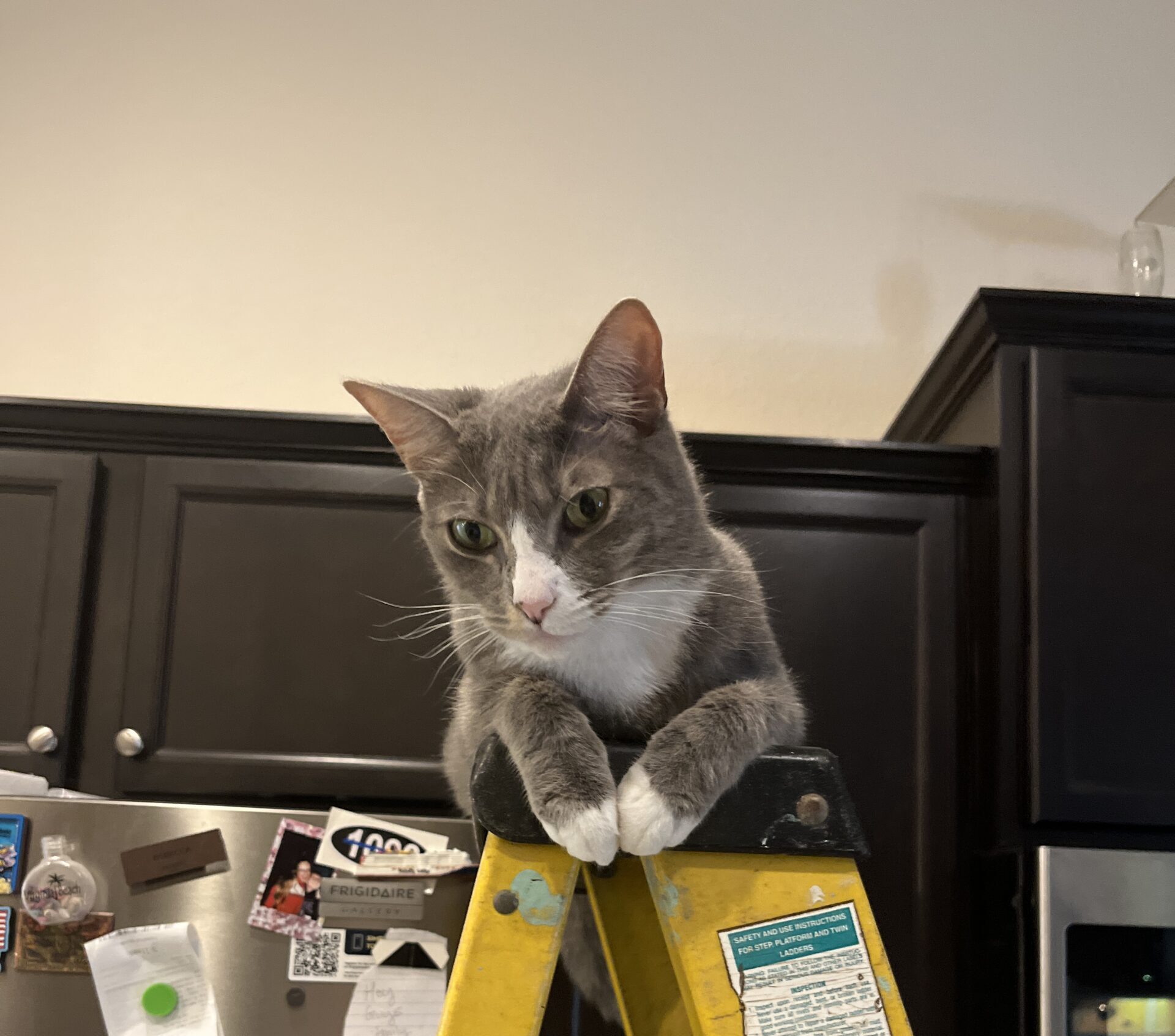 I&#8217;m Taller Than You!