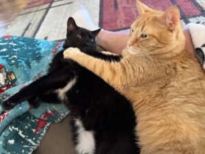 Orange cat holding down black cat.