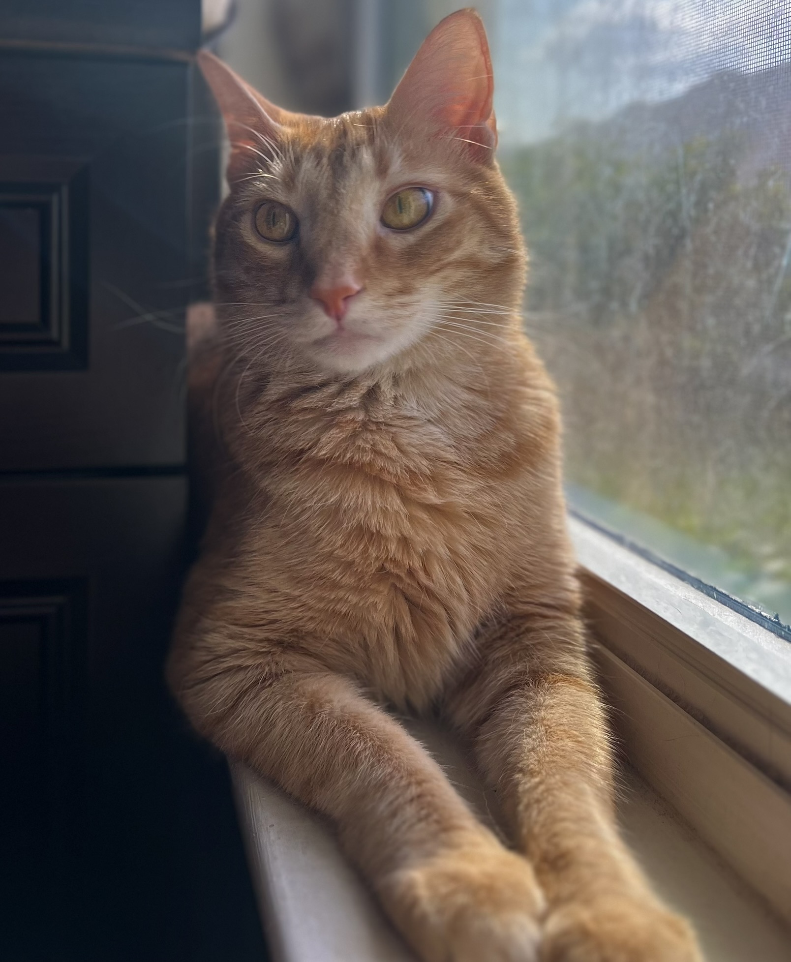 Orange cat next to window.