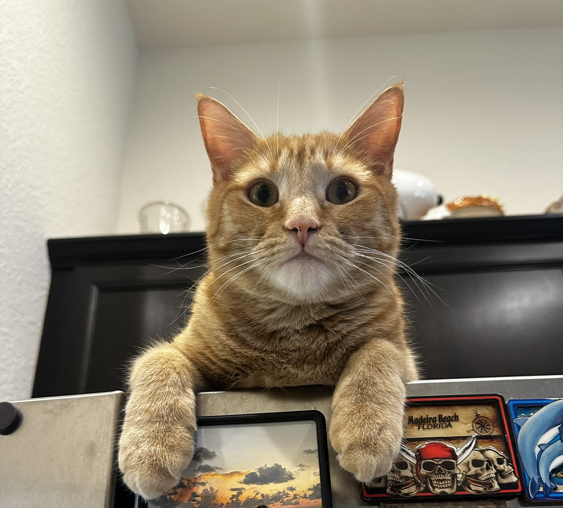 Orange cat on top of fridge.