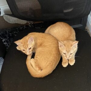 Two tiny orange kittens sitting on a black office chair.