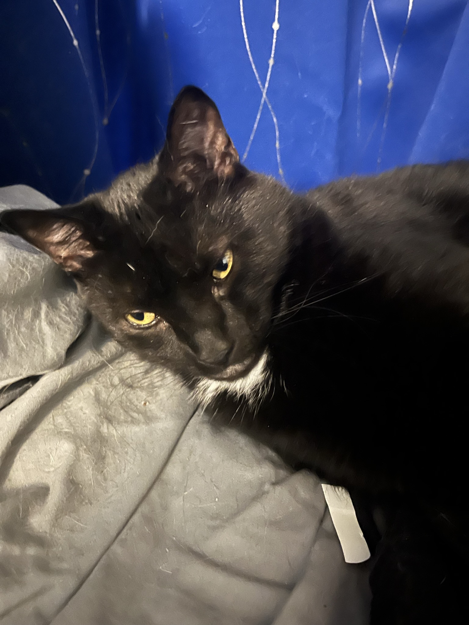 Black and white cat laying next to a blue curtain.
