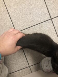 Image of hand demonstrating how skinny a cat is. About 2 inches.