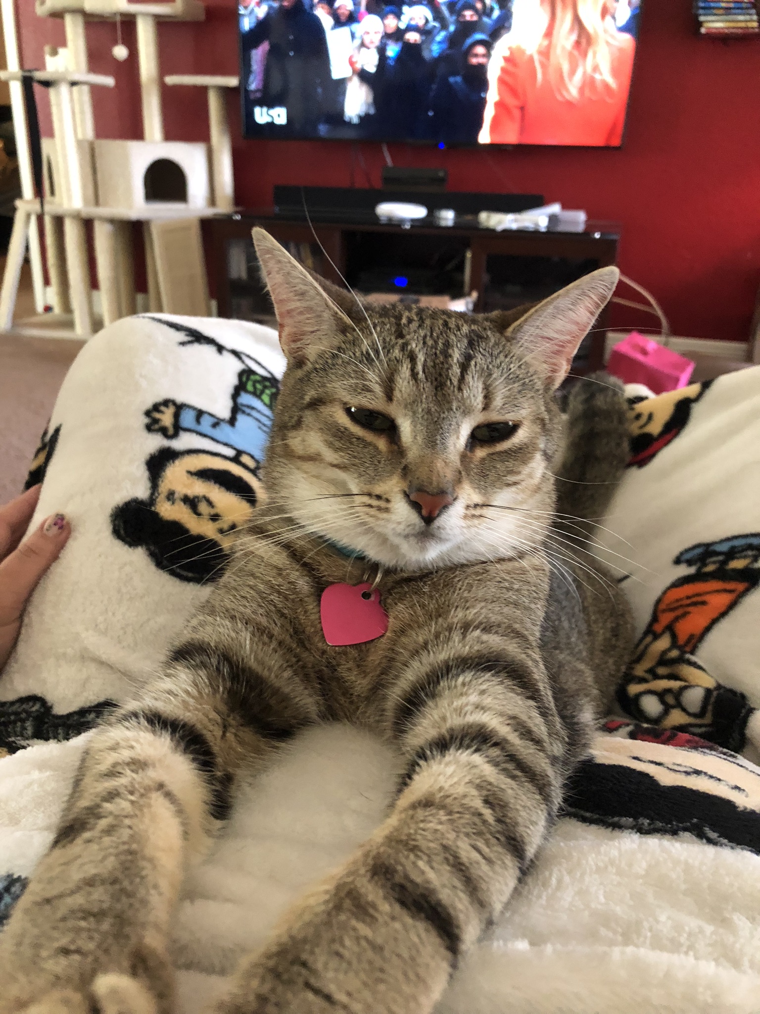 Picture of a tabby cat laying in my lap.
