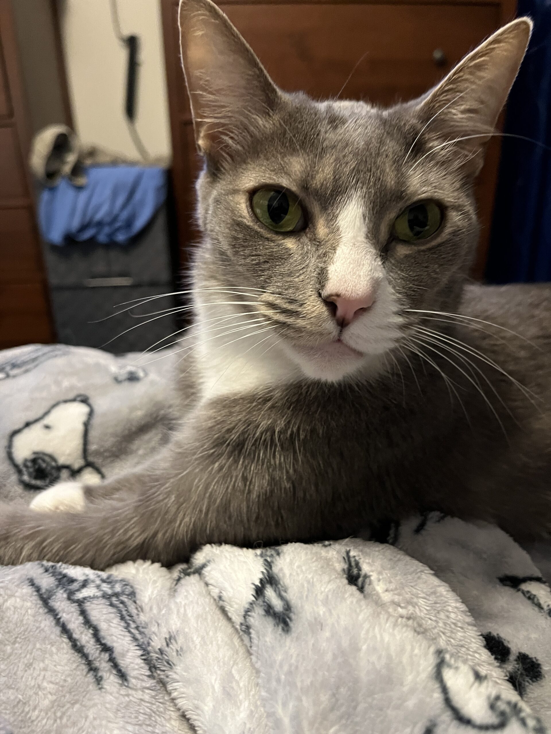 Grey cat with a smirk on his face.