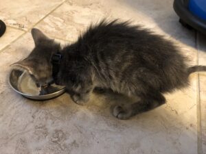 Image of grey tabb that is very underweight.