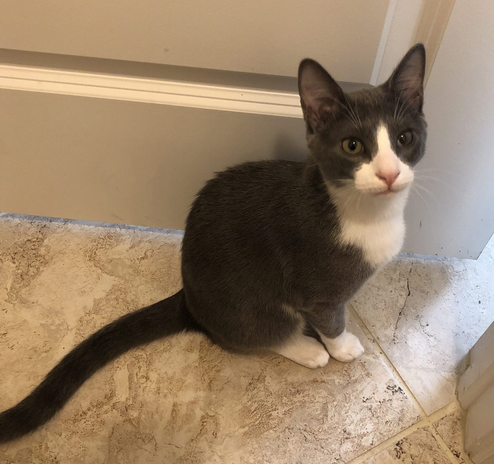 Litter Boxes 101: What Every Cat Owner Should Know