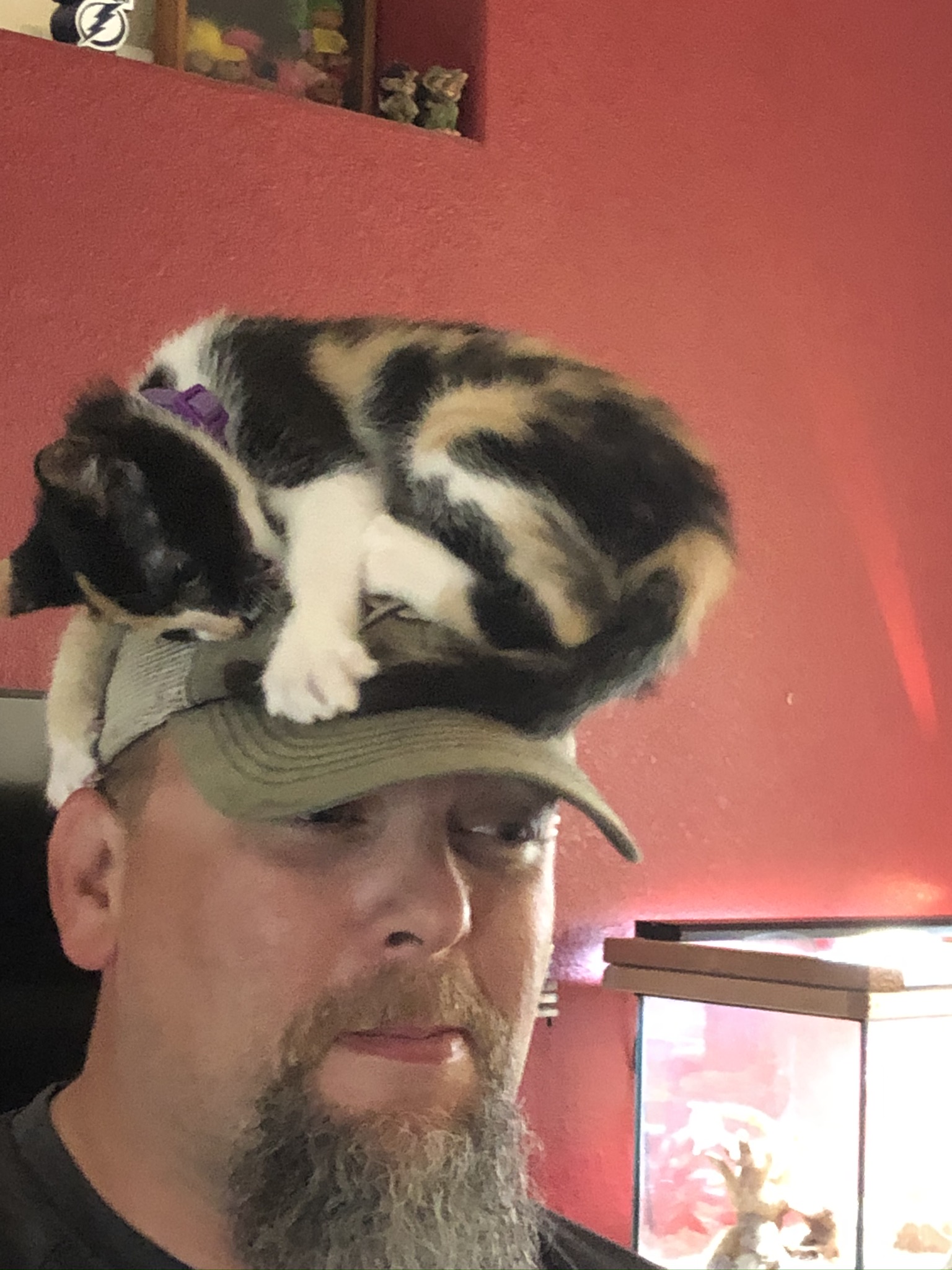 The Cat is a Hat&#8230;