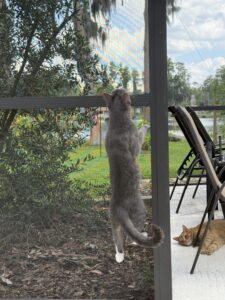 Smokey, a grey and white cat, climbing the screen of the patio.