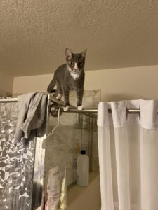 Smokey, a grey and white cat, on top of a shower curtain rod.