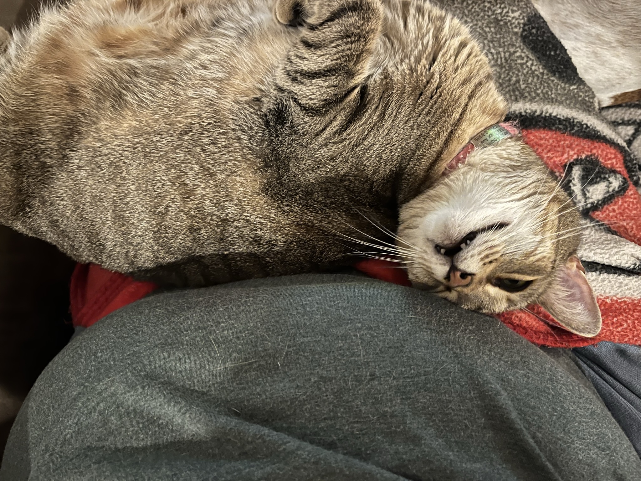 Ridiculous Cat Poses, Volume One
