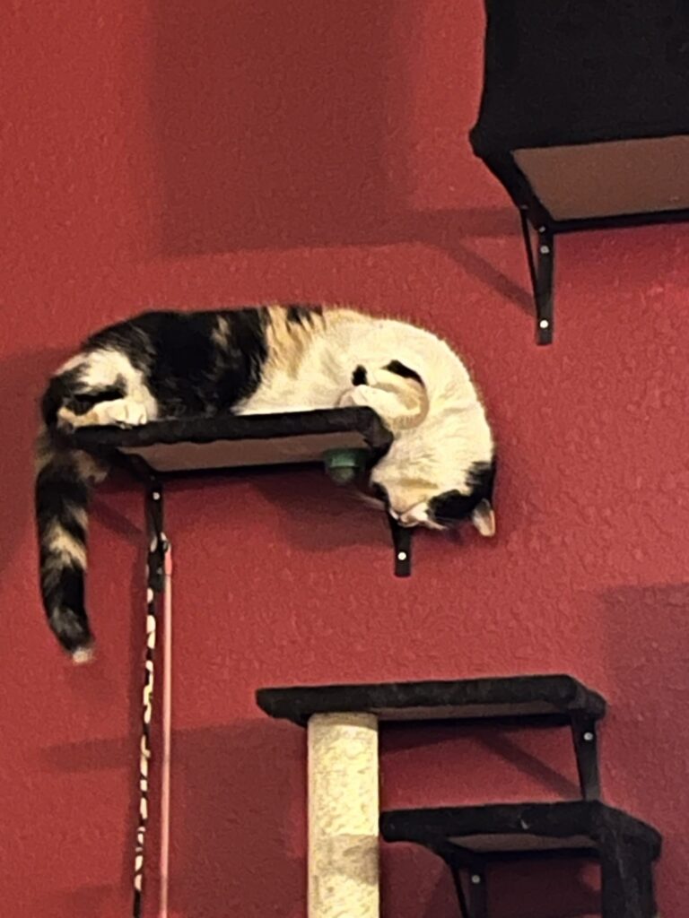 Callie, the calico cat, with her head and tail dangling off a shelf.
