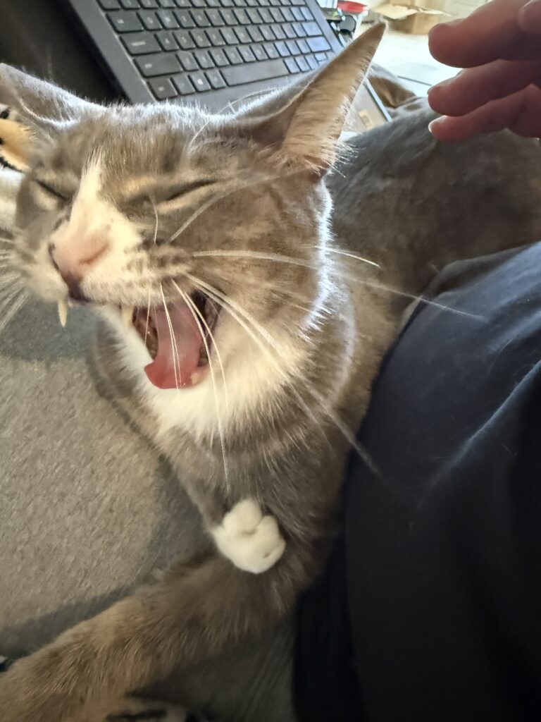 Smokey, mid yawn.