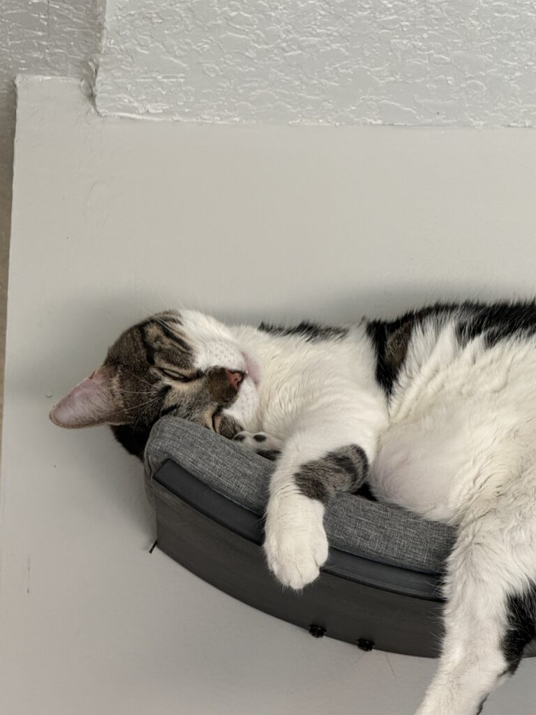 Cleo, with her large belly, on a tiny shelf, with her head at an awkward angle. 