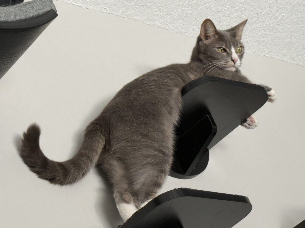 Smokey, a grey and white cat, with his upper body resting on a shelf while he stands on a lower shelf. 