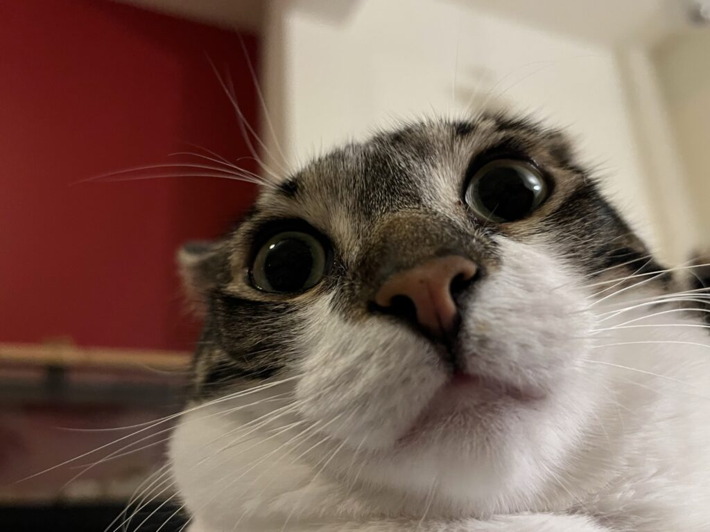 Super close up of Cleo's face.