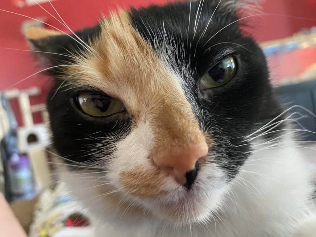 Close up of Callie, looking angry.
