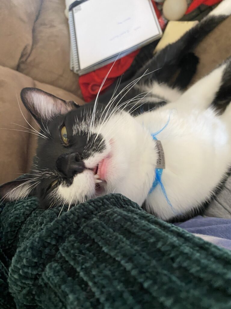 Figaro, sleeping, but his eyes are still open and his teeth are showing.